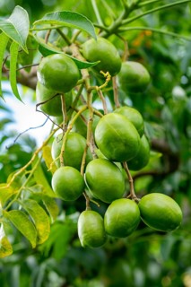 Hog Plum