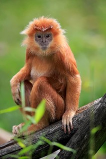 Javan lutung