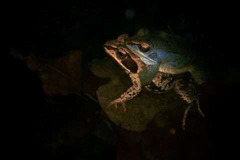 Moor frog