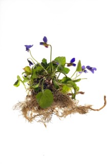 Wood violet