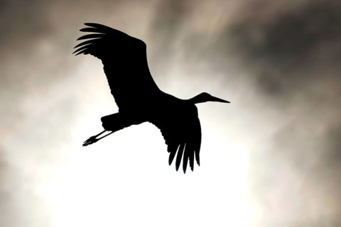 White stork
