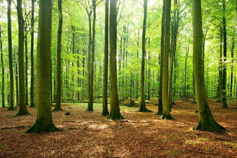 Sunny hall-like semi-natural beech forest