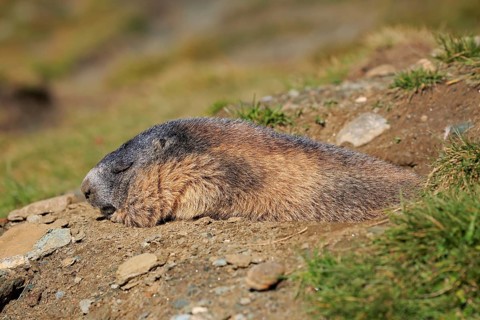Alpine Marmot