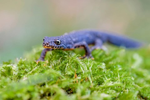 Alpine newt