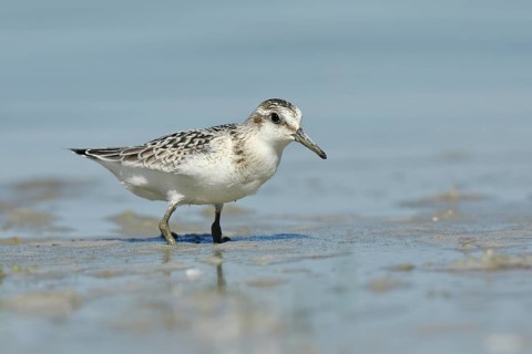 Sanderling