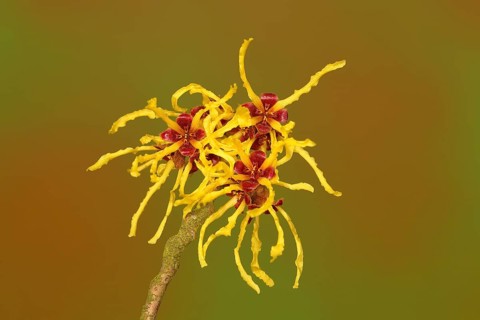 Flowering witch hazel