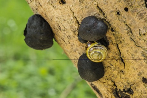 Charcoal ball fungus
