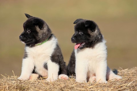 American Akita puppies