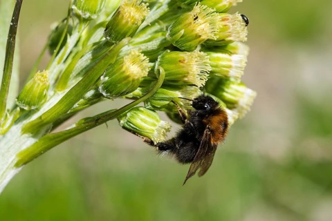 Tree Bumblebee