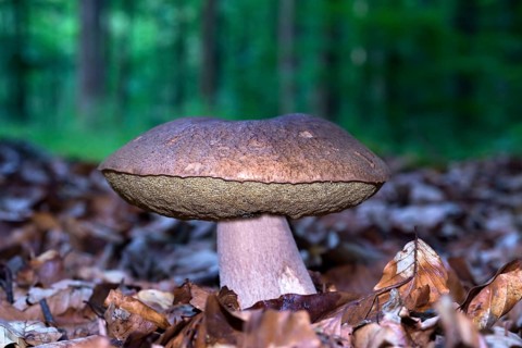 Summer boletus