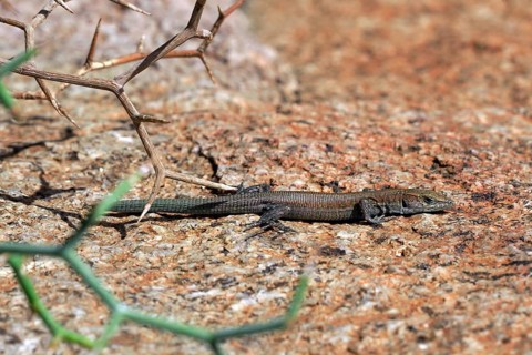 Atlantic lizard