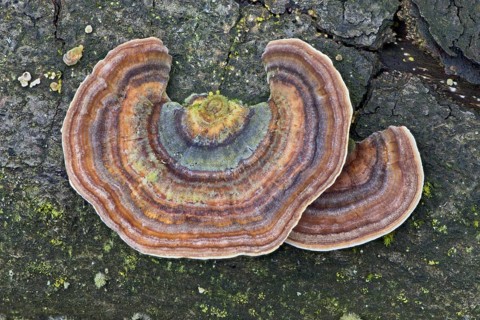 Yellowing Curtain Crust