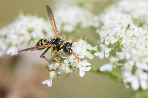 House field wasp