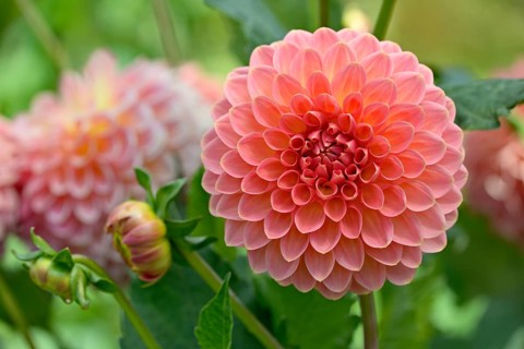 Decorative Dahlia