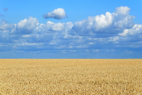Wheat field
