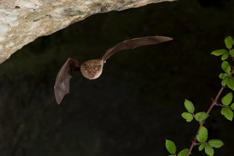 Greater horseshoe bat