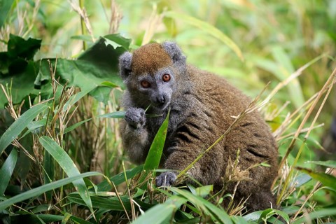 Lac Alaotra bamboo lemur