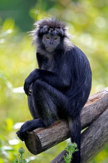 Javan lutung