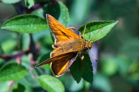 Essex skipper