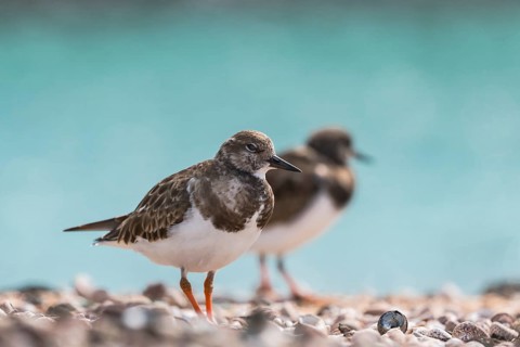 Ruddy turnstone