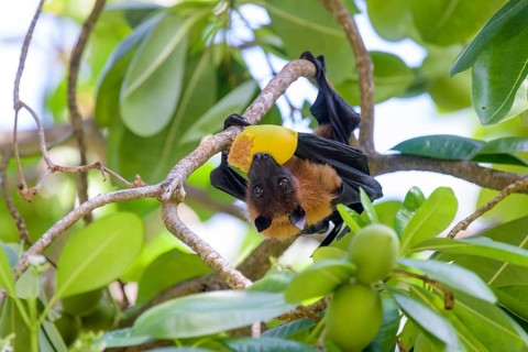 Indian Flying Fox