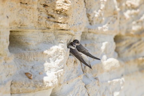 Sand Martin