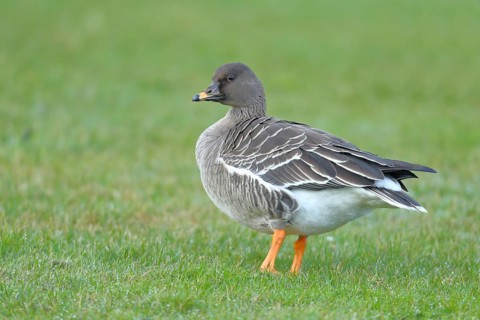 Bean Goose