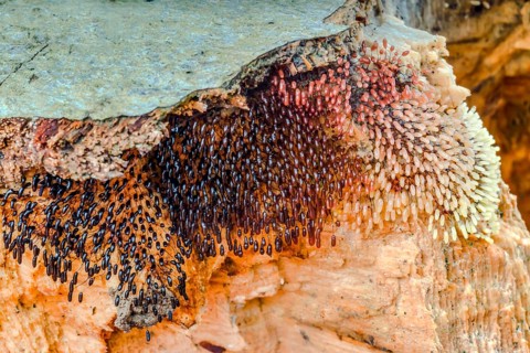 Comatricha nigra