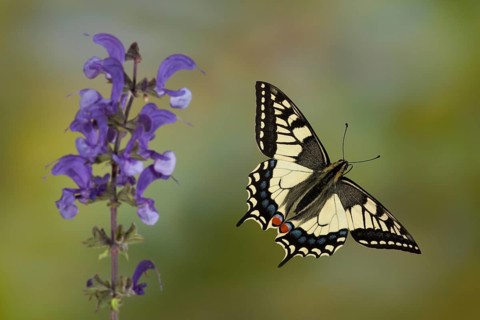 Swallowtail