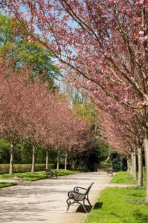 Japanese Cherry