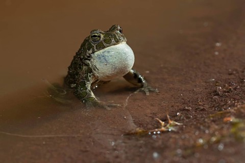 European green toad