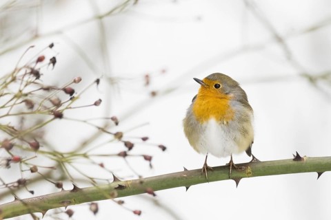 European robin