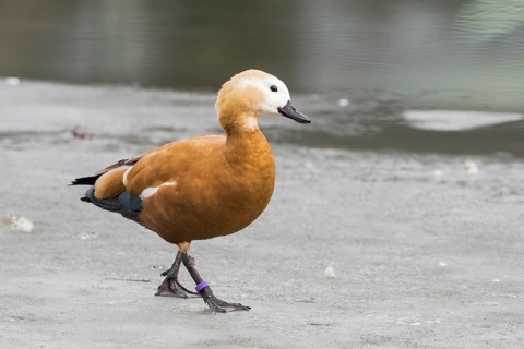 Ruddy shelduck