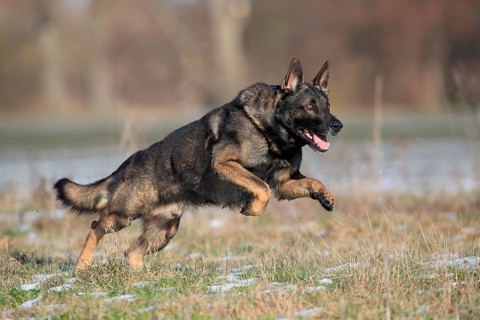 German shepherd dog