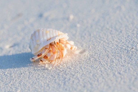 Common hermit crab