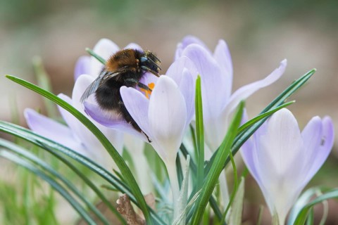 Tree Bumblebee