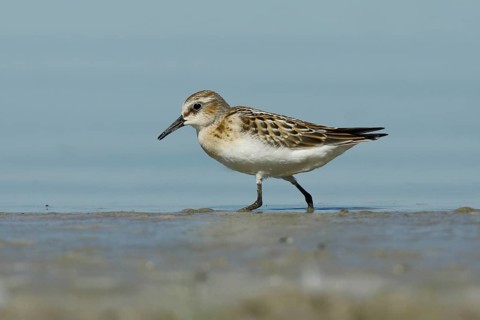 Little stint