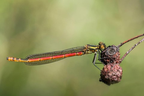 Large red damselfly