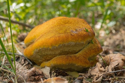 Velvet-top fungus