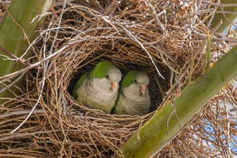 Monk Parakeet