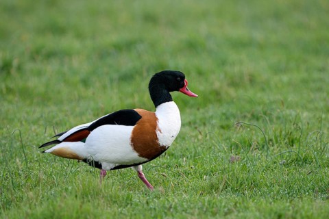 Common shelduck