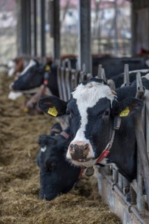 Holstein cows at the feeding fence in an open cowshed