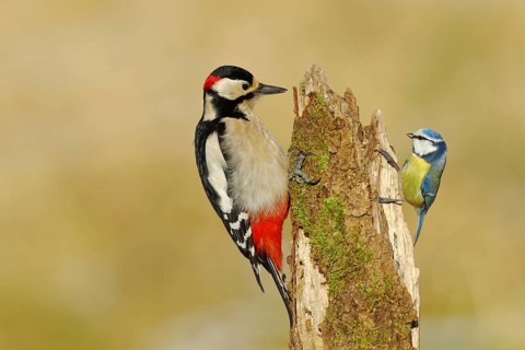 Great spotted woodpecker