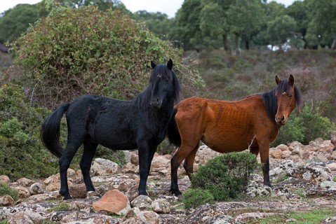 Giara horse