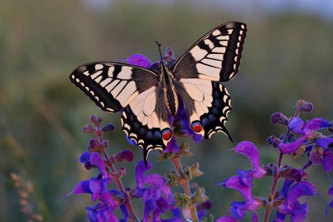 Swallowtail