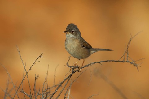 Spectacled warbler