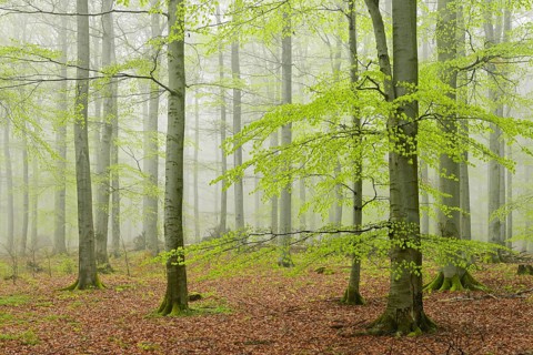 Beech forest with fog in early spring
