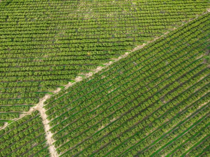 Aerial view of orange grove creating great texture