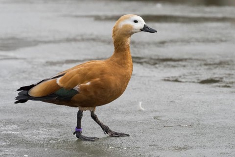 Ruddy shelduck