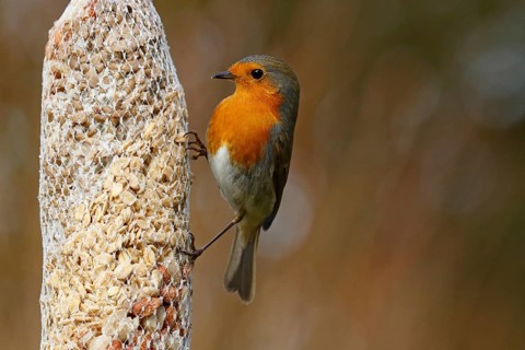 European robin